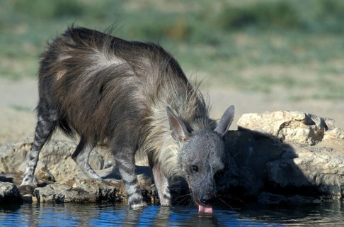Brown hyena