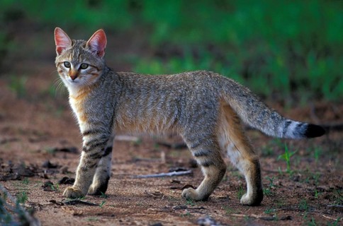 African wild cat