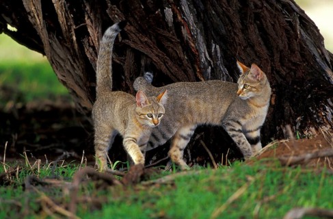 African wild cat