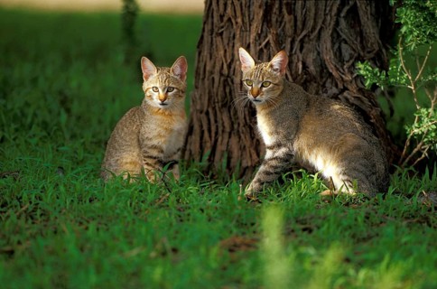 African wild cat