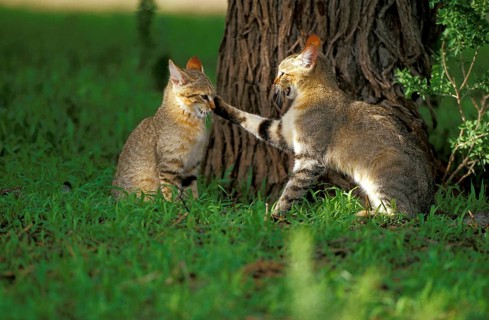 African wild cat