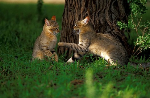 African wild cat
