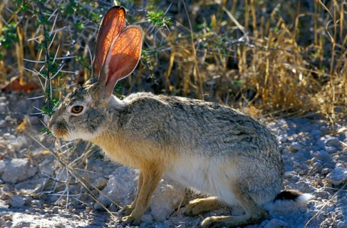 Cape Hare