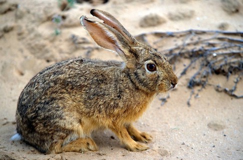 Cape Hare