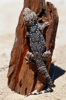 Bibron's Dick-fingered Gecko