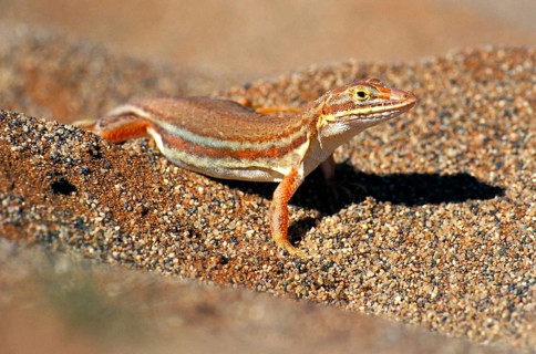 Desert lizard