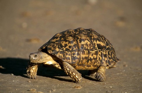 Panther turtle