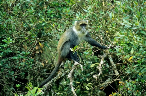 Diademed monkey