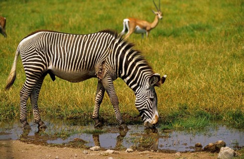 Burchell's zebra