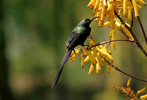 Takazzene Sunbird