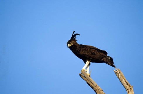 Long Crested Eagle