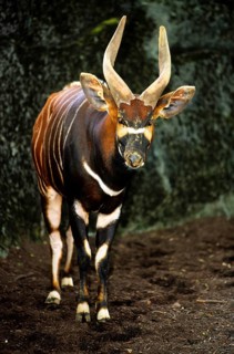 Bongo antelope