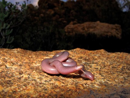 Worm snake