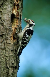Lesser Spotted Woodpecker
