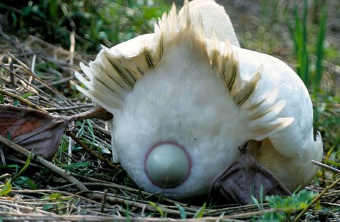 Mute swan laying eggs