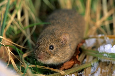 Field mouse