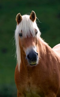Haflinger horse