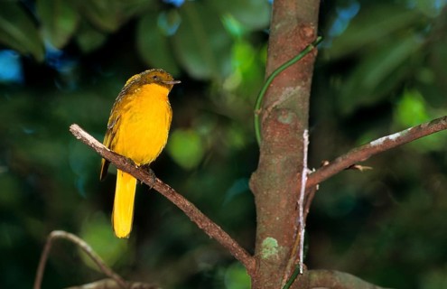 Golden bowerbird