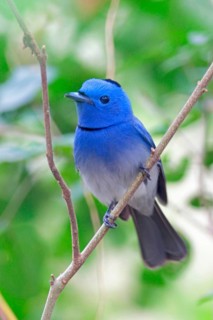 Black-naped monarch