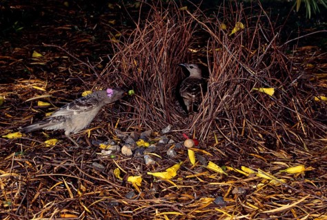 Great bowerbird