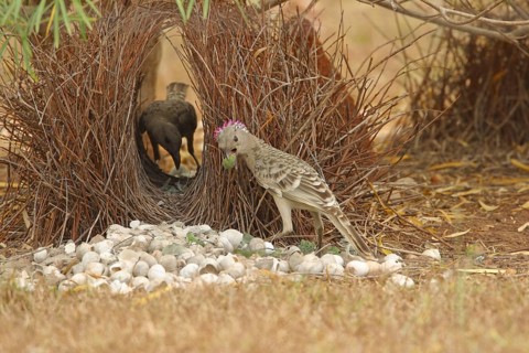 Great bowerbird
