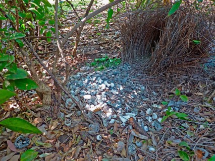 Great bowerbird