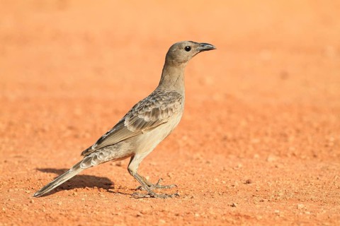 Great bowerbird