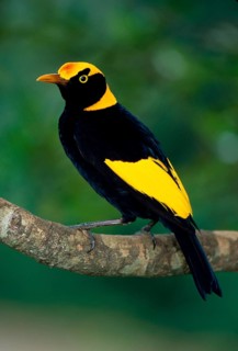 Yellow-naped Bowerbird