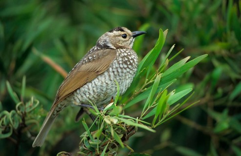 Yellow-naped Bowerbird