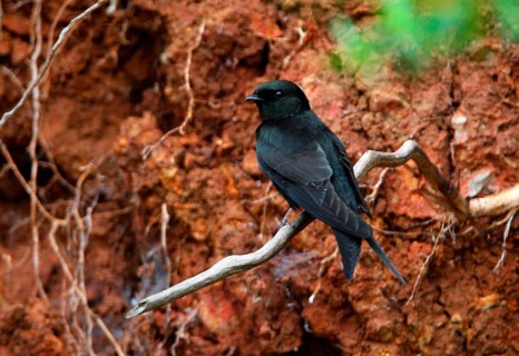 Black Saw-wing