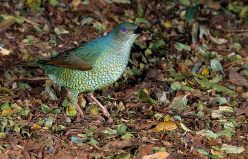 Satin bowerbird