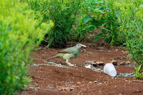 Silk Bowerbird