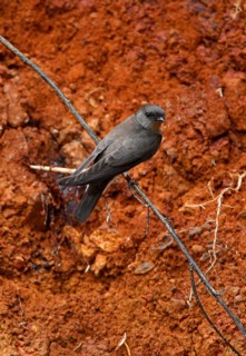 Plain Martin