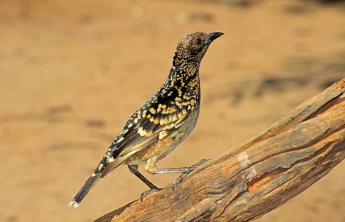 Western bowerbird