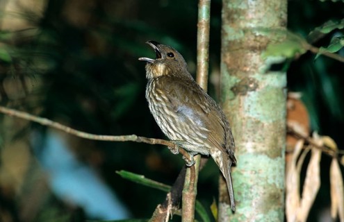 Tooth-billed bowerbird