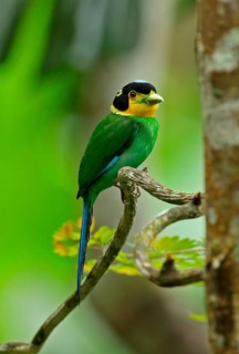 Long-tailed Broadbill