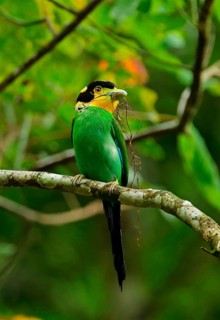 Long-tailed Broadbill