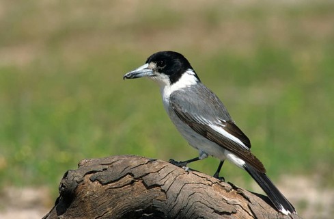 Grey Butcherbird