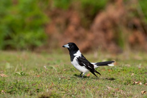 Black-throated Shrike Crow