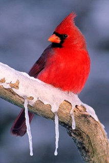 Red Cardinal