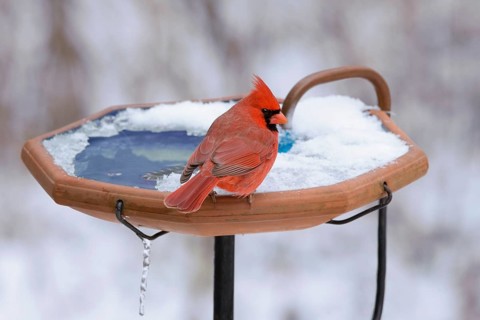 Northern Cardinal