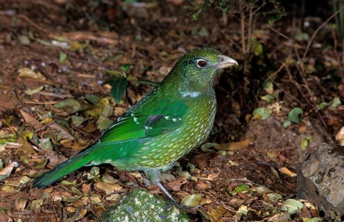 Green Catbird