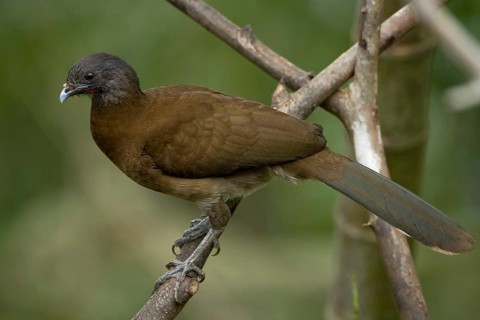 Grey-headed Chachalaca