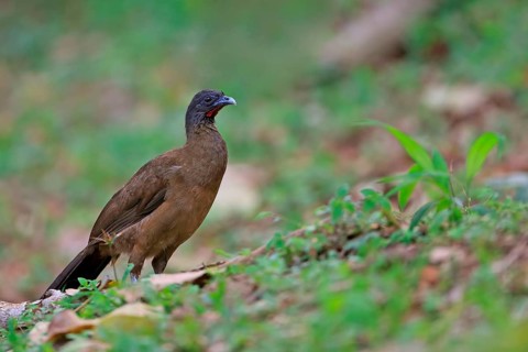 Rufous-vented Chachalaca