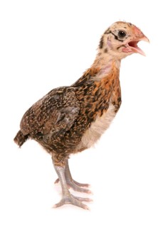 Lesser Cochins
