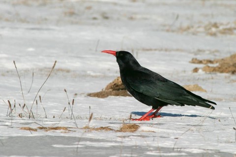 Alpine crow