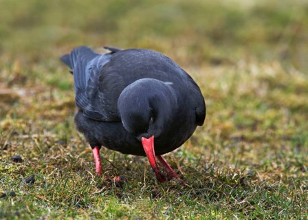 Red-billed Chough