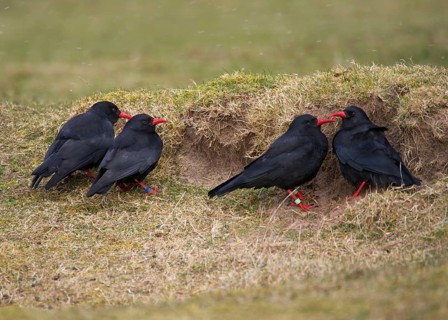 Red-billed Chough