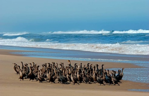 Cape Cormorant
