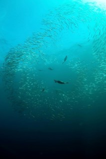 Shoal of cape cormorant